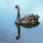 Black Swan Bird