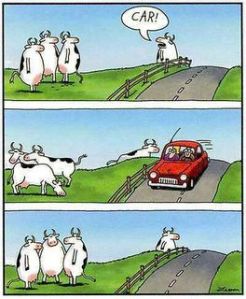 Gary Laron's Cows - from 'The Far Side'